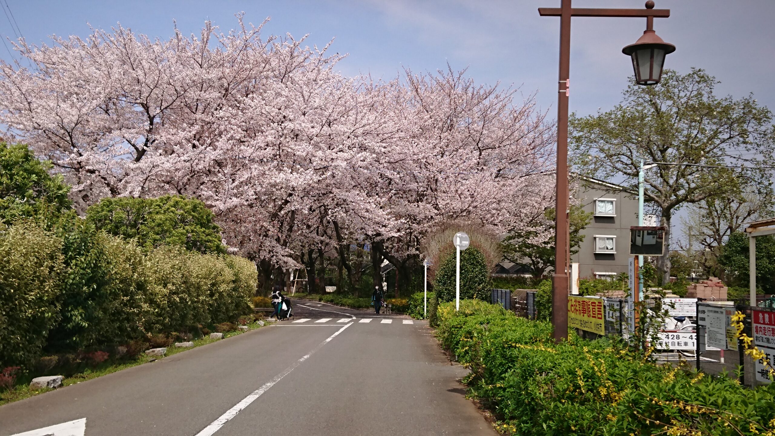 桜