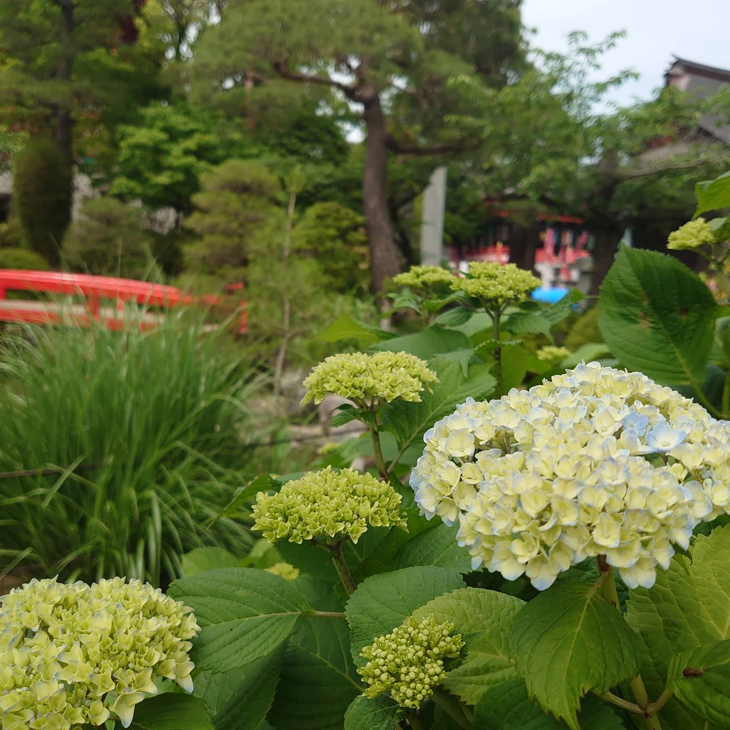 紫陽花の季節