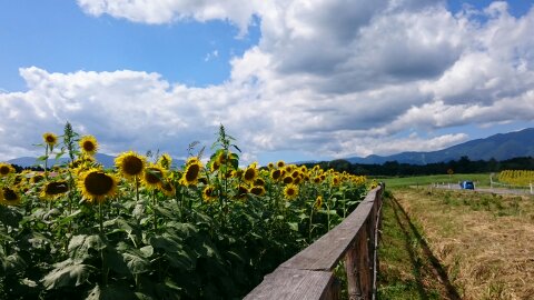 もうすぐ夏休みも終わり