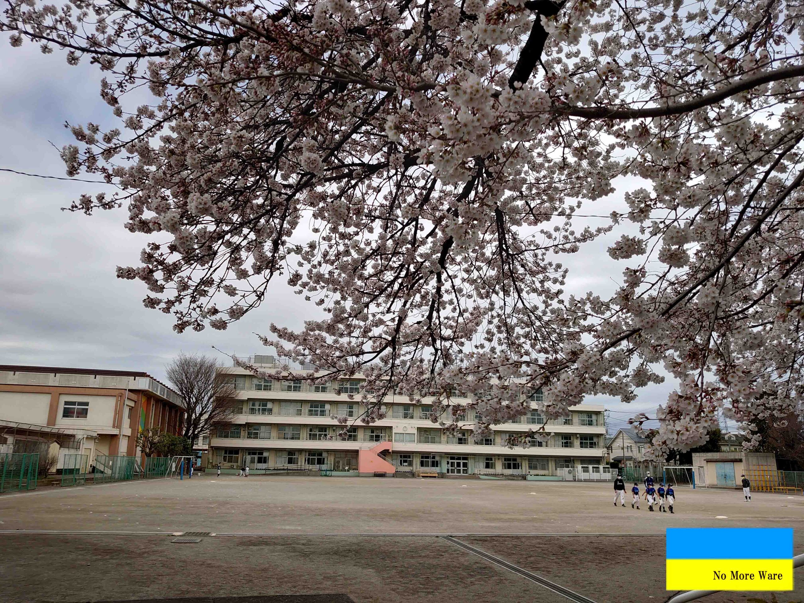 見上げれば外は桜満開の季節