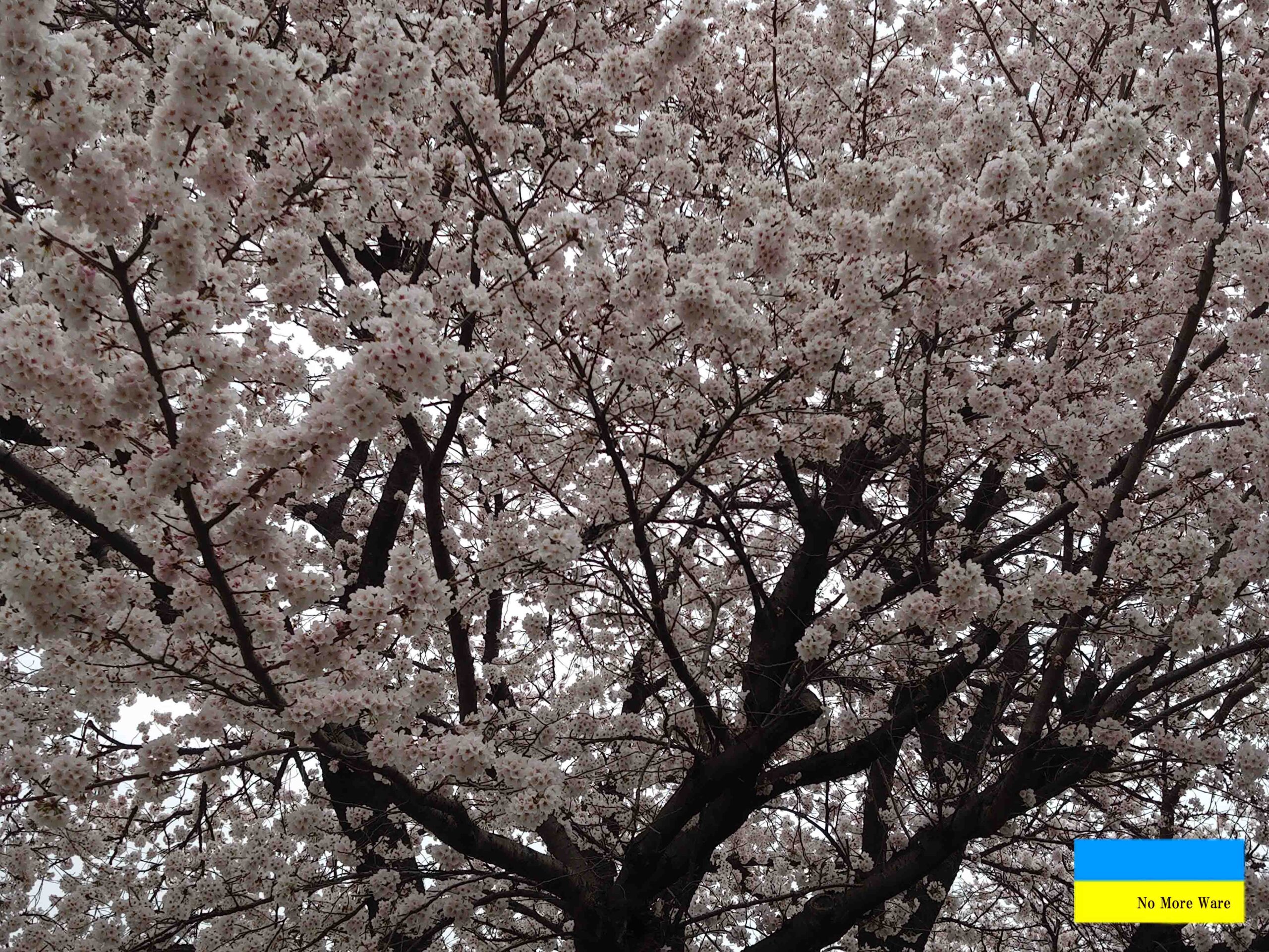 満開の桜の木の下で