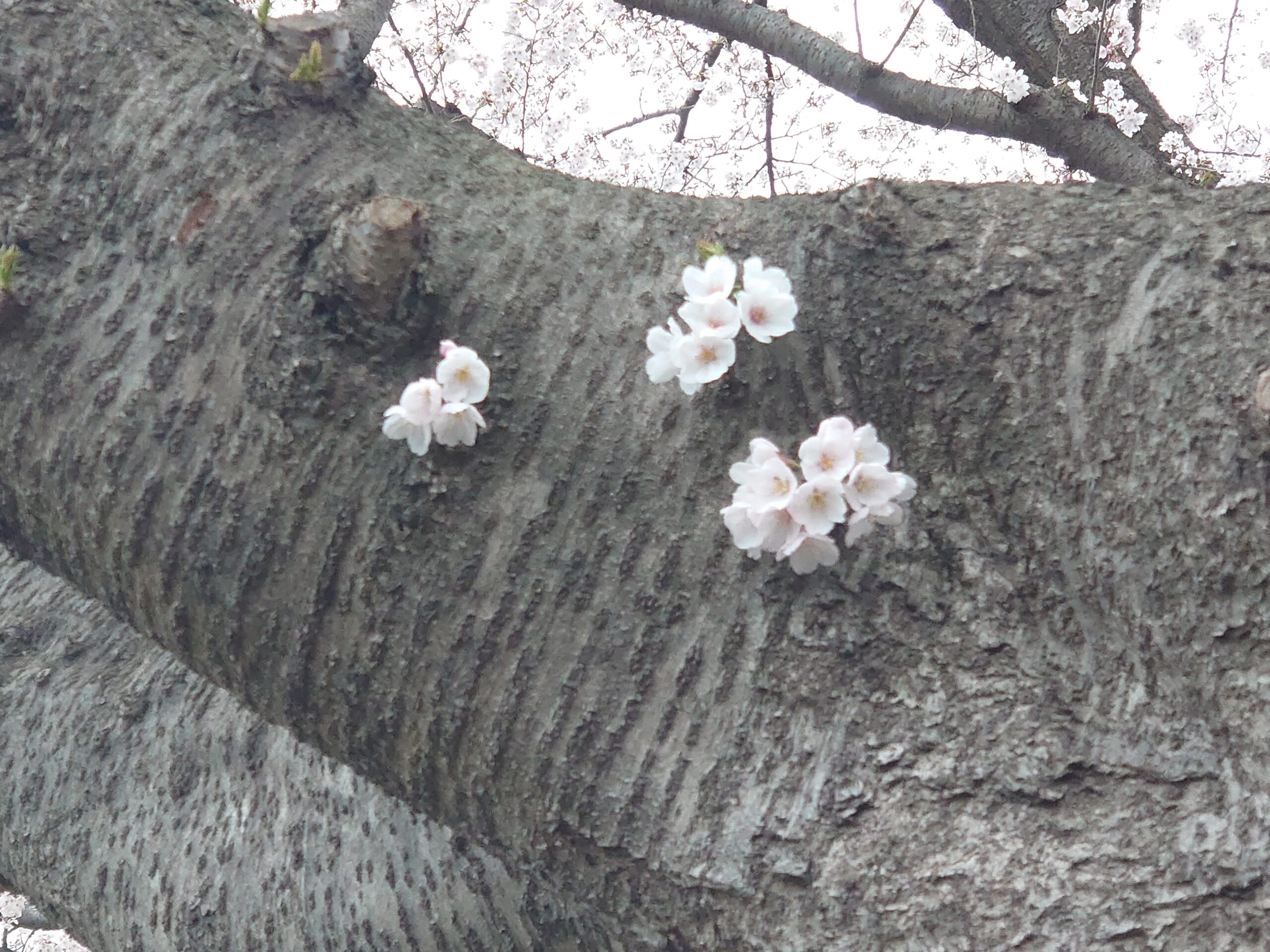 徒然なるままに～新年度