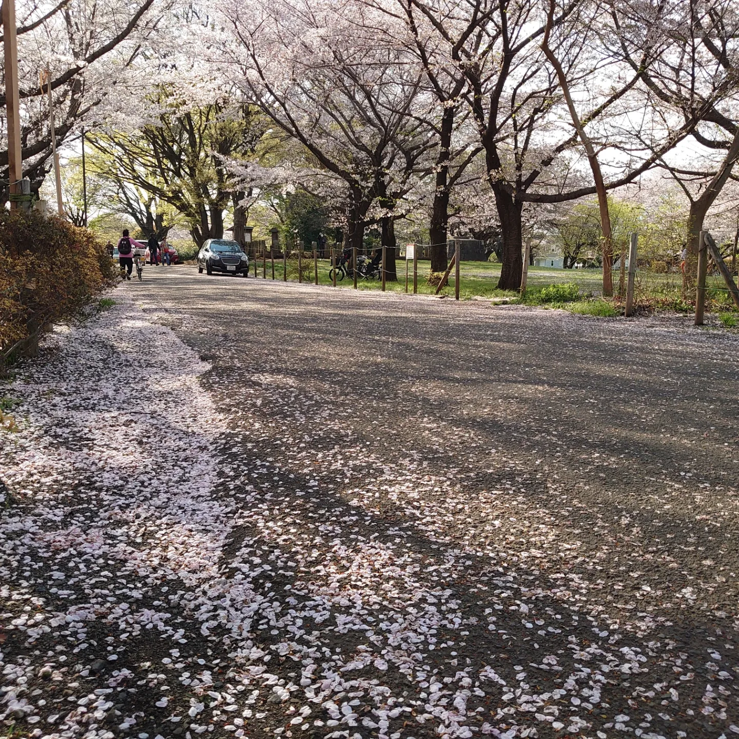 桜は何処へ