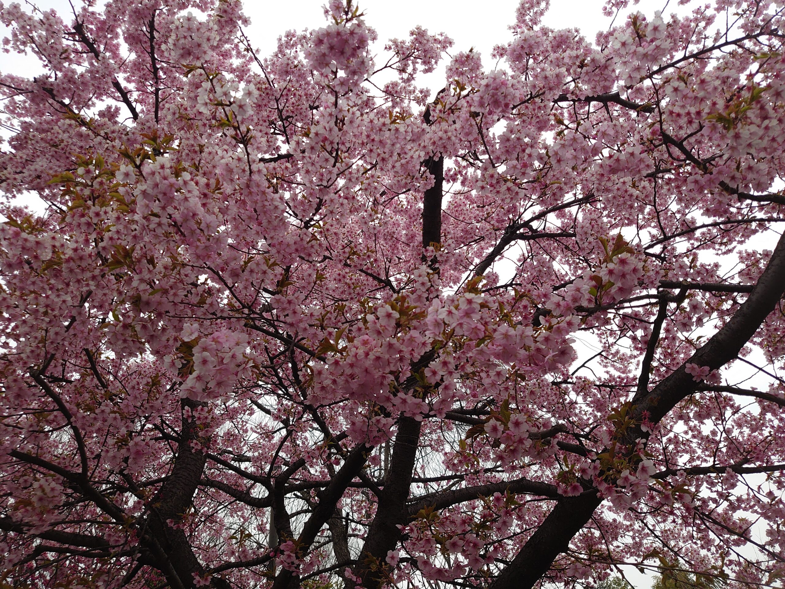 春爛漫～桜満開