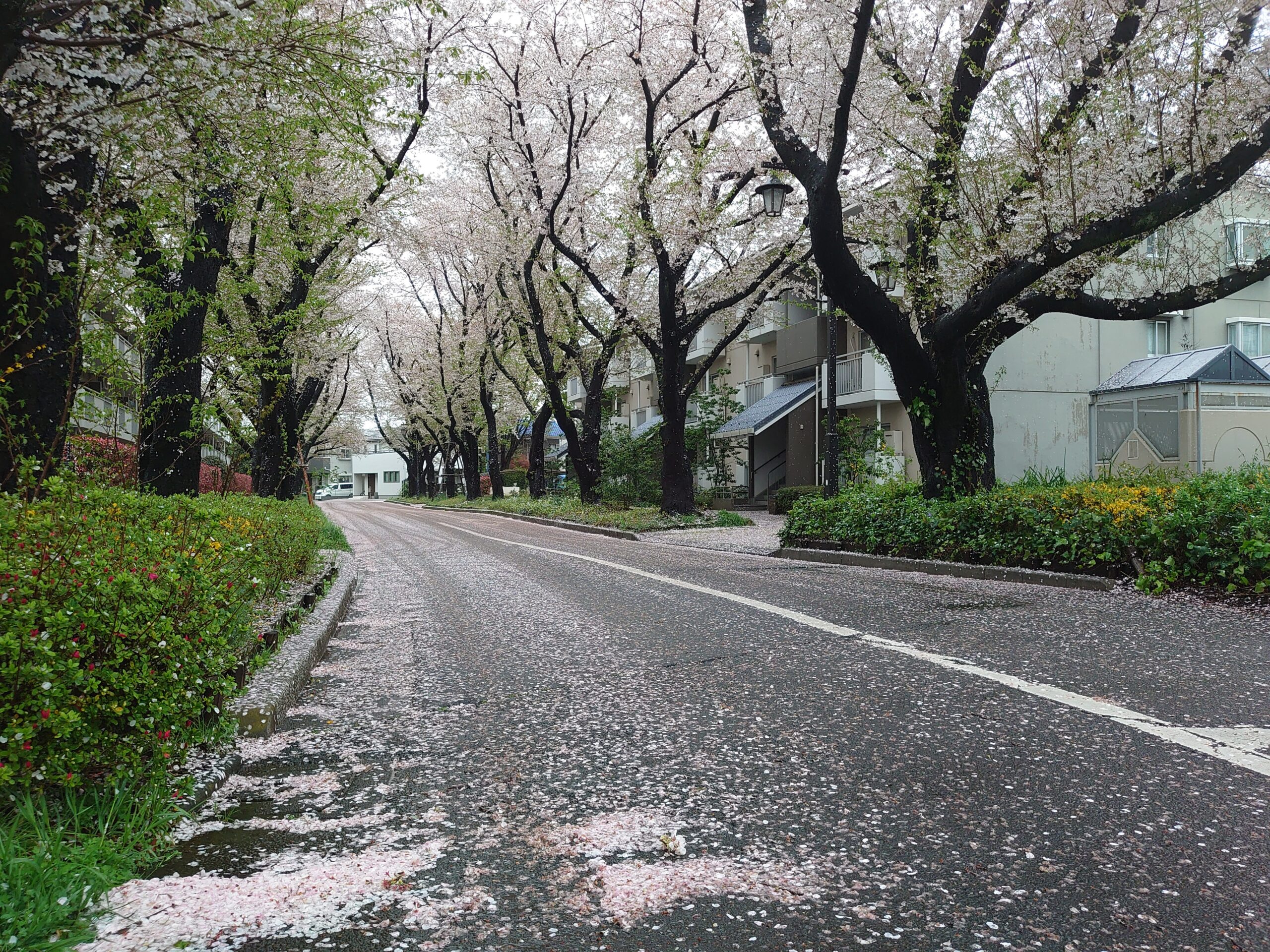 桜も散りはじめて